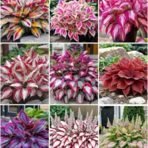 Multicolor Hosta Flower seeds for Home and Garden ( default, OS )
